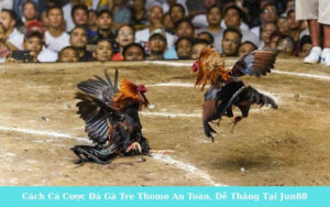 Cách Cá Cược Đá Gà Tre Thomo An Toàn, Dễ Thắng Tại Jun88
